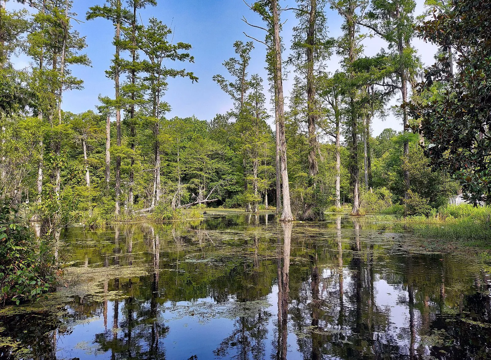 Tall cypress trees standing in still dark water under a blue sky at Cypress Gardens, South Carolina, their trunks mirrored in the swamp.