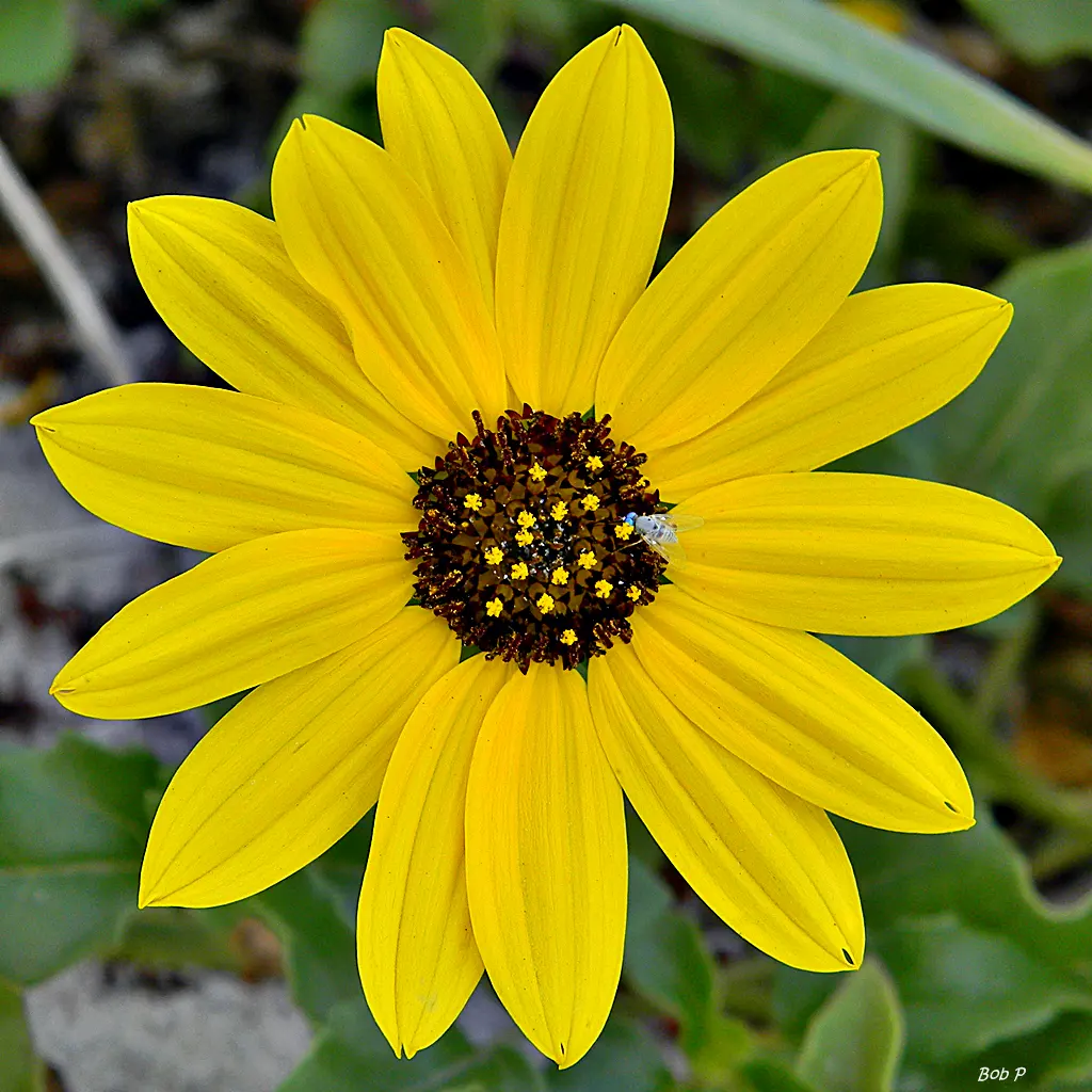 A dune sunflower in daylight, yellow petals around a dark seed head.